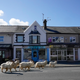 A herd of mountain goats is drawn from the rocky Great Orme to roam the empty streets in Llandudno, Wales.